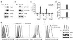 CD127 Antibody in Flow Cytometry (Flow)