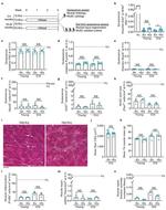 F4/80 Antibody in Immunohistochemistry (IHC)