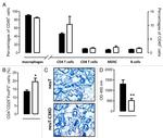 FOXP3 Antibody in Immunohistochemistry (IHC)