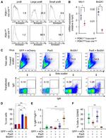 PAX5 Antibody in Flow Cytometry (Flow)