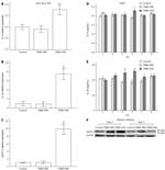 Gata-3 Antibody in Western Blot (WB)