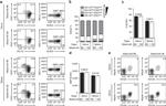 KLRG1 Antibody in Flow Cytometry (Flow)