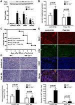 NK1.1 Antibody in Flow Cytometry (Flow)