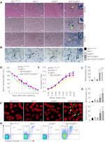 CD71 (Transferrin Receptor) Antibody in Flow Cytometry (Flow)