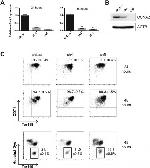 CD71 (Transferrin Receptor) Antibody in Flow Cytometry (Flow)