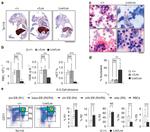 TER-119 Antibody in Immunohistochemistry (IHC)