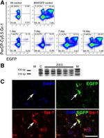 Ly-6G/Ly-6C Antibody in Immunocytochemistry, Flow Cytometry (ICC/IF, Flow)