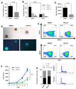 Ly-6G/Ly-6C Antibody in Flow Cytometry (Flow)