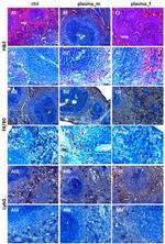 F4/80 Antibody in Immunohistochemistry (IHC)