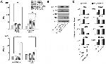 CD274 (PD-L1, B7-H1) Antibody in Flow Cytometry (Flow)