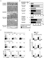 IL-17F Antibody in Flow Cytometry (Flow)