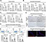 IL-17A Antibody in Flow Cytometry (Flow)