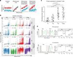 IFN gamma Antibody in Flow Cytometry (Flow)