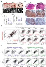 Pan Cytokeratin Antibody in Immunohistochemistry (IHC)