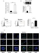 CD284 (TLR4) Antibody in Flow Cytometry (Flow)