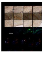 GFAP Antibody in Immunohistochemistry (IHC)