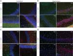 GFAP Antibody in Immunocytochemistry, Immunohistochemistry (Frozen) (ICC/IF, IHC (F))