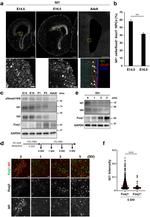 FOXJ1 Antibody in Immunocytochemistry (ICC/IF)