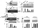 CD184 (CXCR4) Antibody in Western Blot (WB)