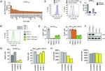 CD184 (CXCR4) Antibody in Flow Cytometry (Flow)