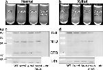 HA Tag Antibody in Western Blot (WB)