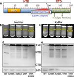 HA Tag Antibody in Western Blot (WB)