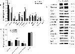 Caspase 9 Antibody in Western Blot (WB)