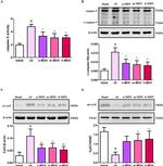 beta Actin Antibody in Western Blot (WB)