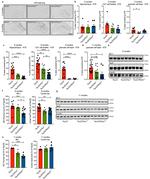 Tau Antibody in Western Blot (WB)