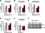 Glucocorticoid Receptor Antibody in Western Blot (WB)