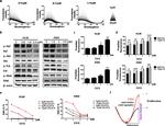 beta Actin Antibody in Western Blot (WB)