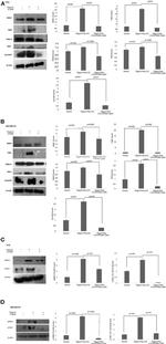 beta Actin Antibody in Western Blot (WB)