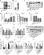 alpha Synuclein Antibody in Western Blot (WB)