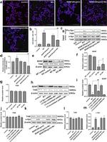 alpha Synuclein Antibody in Western Blot (WB)