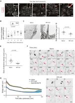 alpha Tubulin Antibody in Immunocytochemistry (ICC/IF)