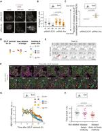 alpha Tubulin Antibody in Immunocytochemistry (ICC/IF)