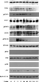 STAT3 Antibody in Western Blot (WB)