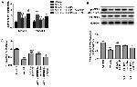 Phospho-eNOS (Ser1177) Antibody in Western Blot (WB)