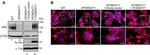 Penta-His Tag Antibody in Western Blot (WB)