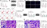 Bax Antibody in Western Blot (WB)