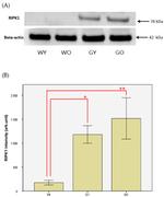 beta Actin Antibody in Western Blot (WB)