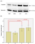 beta Actin Antibody in Western Blot (WB)