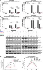 ERK1/ERK2 Antibody in Western Blot (WB)