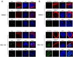 DYKDDDDK Tag Antibody in Immunocytochemistry (ICC/IF)