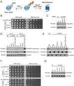 alpha Tubulin Antibody in Western Blot (WB)