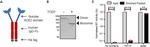 6x-His Tag Antibody in Western Blot (WB)