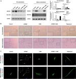 Nestin Antibody in Western Blot (WB)