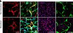 Mouse IgG (H+L) Cross-Adsorbed Secondary Antibody in Immunocytochemistry (ICC/IF)