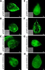 Rat IgG (H+L) Cross-Adsorbed Secondary Antibody in Immunocytochemistry (ICC/IF)