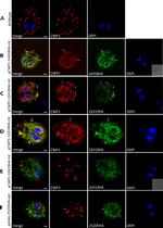 Rat IgG (H+L) Cross-Adsorbed Secondary Antibody in Immunocytochemistry (ICC/IF)